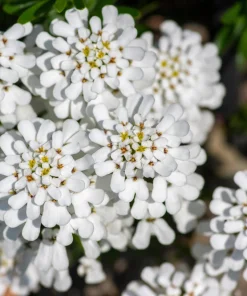 White Empress Candytuft Flower Seeds - Iberis Amara - 1000 Seeds - Image 5