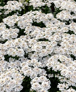 White Empress Candytuft Flower Seeds - Iberis Amara - 1000 Seeds - Image 6