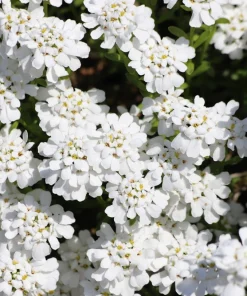 White Empress Candytuft Flower Seeds - Iberis Amara - 1000 Seeds - Image 7