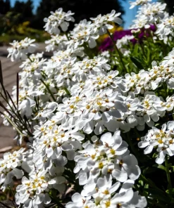 White Empress Candytuft Flower Seeds - Iberis Amara - 1000 Seeds - Image 8