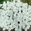 White Empress Candytuft Flower Seeds - Iberis Amara - 1000 Seeds - Image 1
