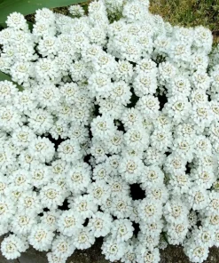 White Empress Candytuft Flower Seeds - Iberis Amara - 1000 Seeds - Image 1