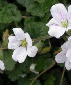 White Erodium Live Plant – Alpine Geranium – 2.5" Pot – Fairy Garden Plant - Image 2