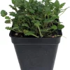White Erodium Live Plant – Alpine Geranium – 2.5" Pot – Fairy Garden Plant - Image 1