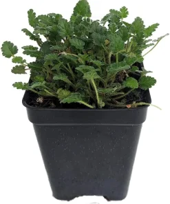 White Erodium Live Plant – Alpine Geranium – 2.5