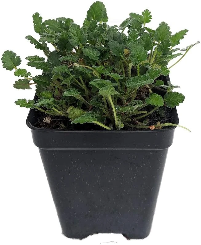 White Erodium Live Plant – Alpine Geranium – 2.5" Pot – Fairy Garden Plant - Image 1