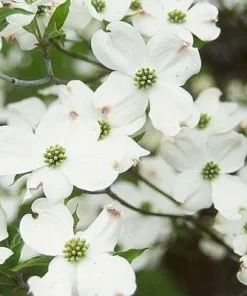 White Flowering Dogwood Live Tree - Quart Pot - 10-16