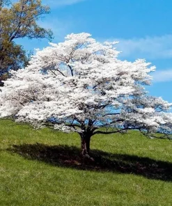 White Flowering Dogwood Live Tree - Quart Pot - 10-16