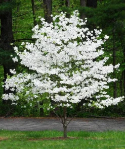 White Flowering Dogwood Live Tree - Quart Pot - 10-16