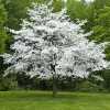 White Flowering Dogwood Live Tree - Quart Pot - 10-16" Tall - Outdoor Plant - Image 1