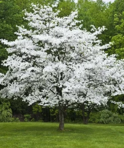 White Flowering Dogwood Live Tree - Quart Pot - 10-16
