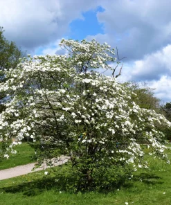 White Flowering Dogwood Seeds - 10 Cornus Florida Tree Seeds - Zones 5-9 - Image 10