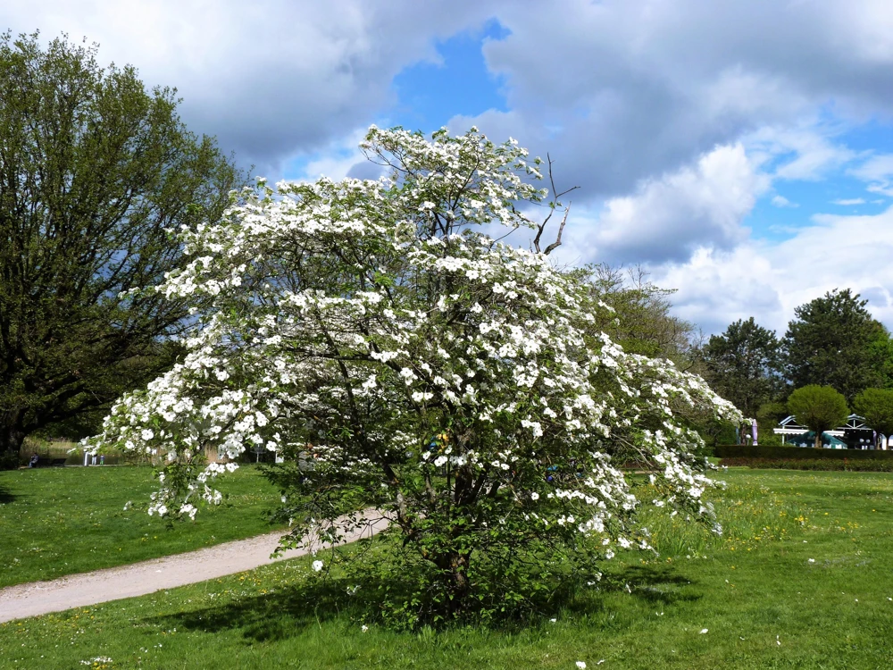 White Flowering Dogwood Seeds - 10 Cornus Florida Tree Seeds - Zones 5-9 - Image 10