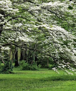 White Flowering Dogwood Seeds - 10 Cornus Florida Tree Seeds - Zones 5-9 - Image 2