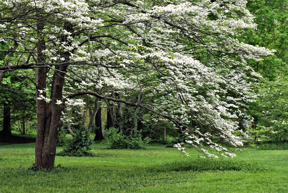 White Flowering Dogwood Seeds - 10 Cornus Florida Tree Seeds - Zones 5-9 - Image 2