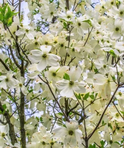 White Flowering Dogwood Seeds - 10 Cornus Florida Tree Seeds - Zones 5-9 - Image 3