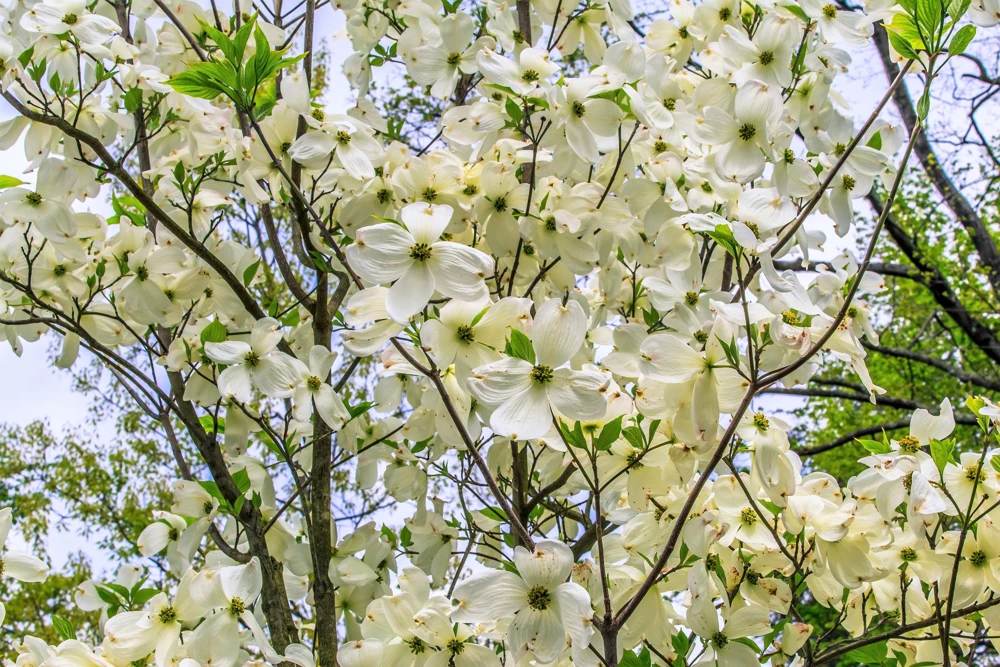 White Flowering Dogwood Seeds - 10 Cornus Florida Tree Seeds - Zones 5-9 - Image 3