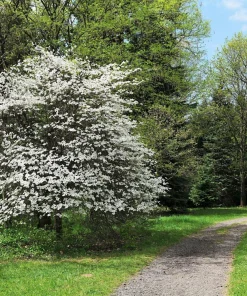 White Flowering Dogwood Seeds - 10 Cornus Florida Tree Seeds - Zones 5-9 - Image 4