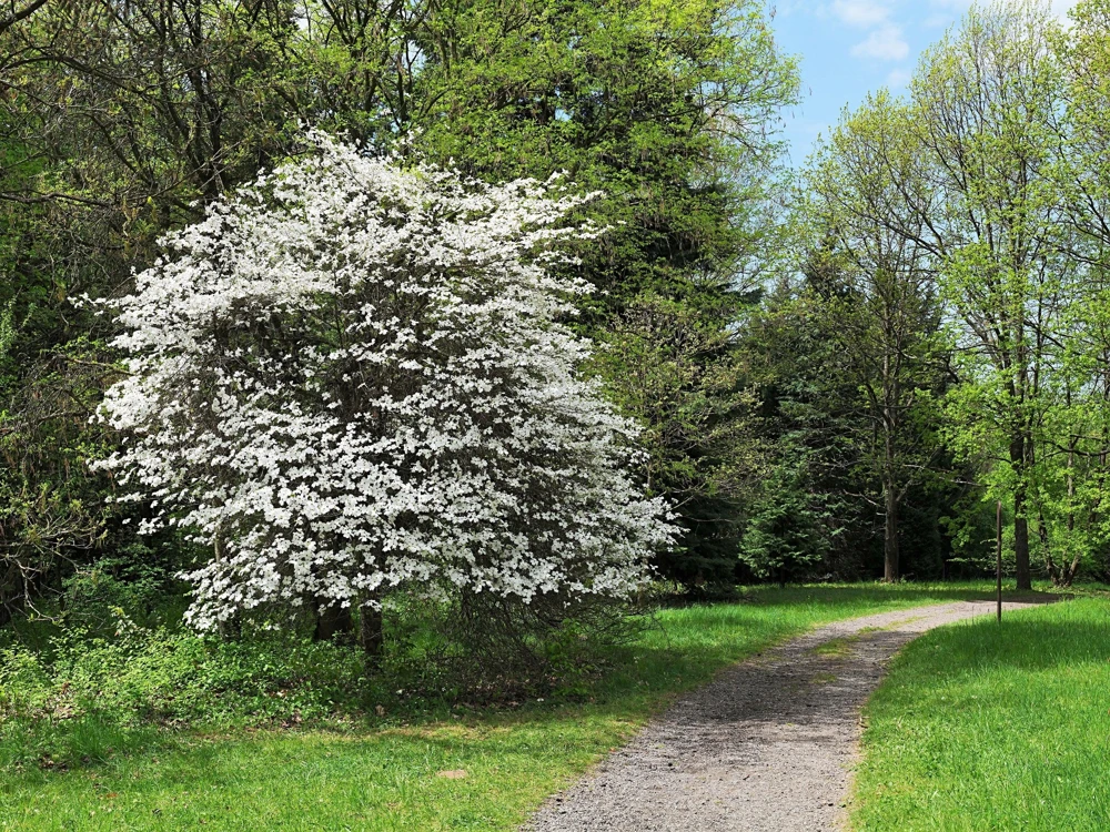 White Flowering Dogwood Seeds - 10 Cornus Florida Tree Seeds - Zones 5-9 - Image 4