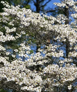 White Flowering Dogwood Seeds - 10 Cornus Florida Tree Seeds - Zones 5-9 - Image 5