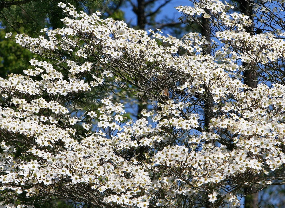 White Flowering Dogwood Seeds - 10 Cornus Florida Tree Seeds - Zones 5-9 - Image 5