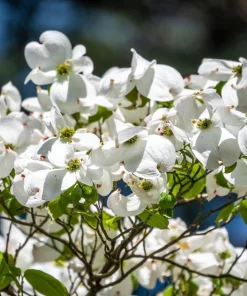 White Flowering Dogwood Seeds - 10 Cornus Florida Tree Seeds - Zones 5-9 - Image 6
