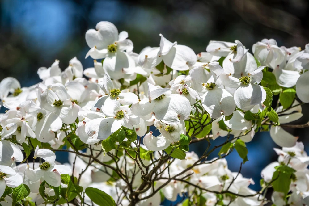 White Flowering Dogwood Seeds - 10 Cornus Florida Tree Seeds - Zones 5-9 - Image 6