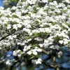 White Flowering Dogwood Seeds - 10 Cornus Florida Tree Seeds - Zones 5-9 - Image 1