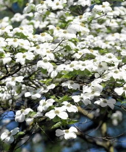 White Flowering Dogwood Seeds - 10 Cornus Florida Tree Seeds - Zones 5-9 - Image 1