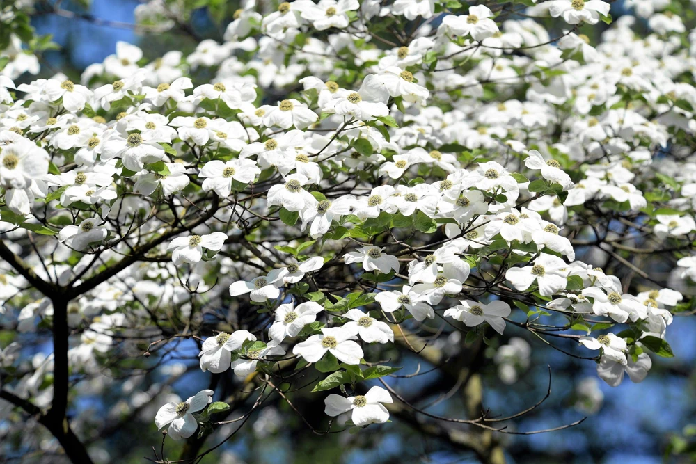 White Flowering Dogwood Seeds - 10 Cornus Florida Tree Seeds - Zones 5-9 - Image 1