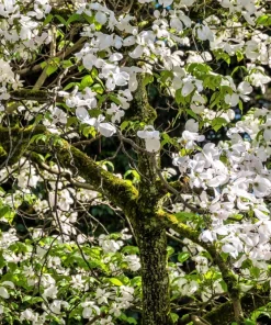 White Flowering Dogwood Seeds - 10 Cornus Florida Tree Seeds - Zones 5-9 - Image 7