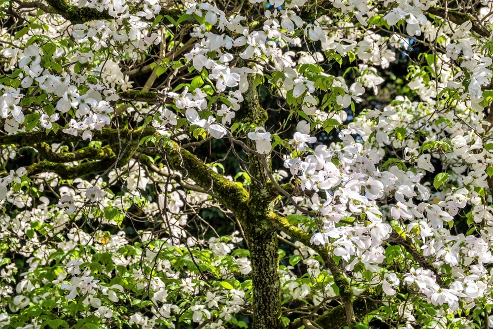 White Flowering Dogwood Seeds - 10 Cornus Florida Tree Seeds - Zones 5-9 - Image 7