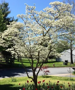 White Flowering Dogwood Seeds - 10 Cornus Florida Tree Seeds - Zones 5-9 - Image 8