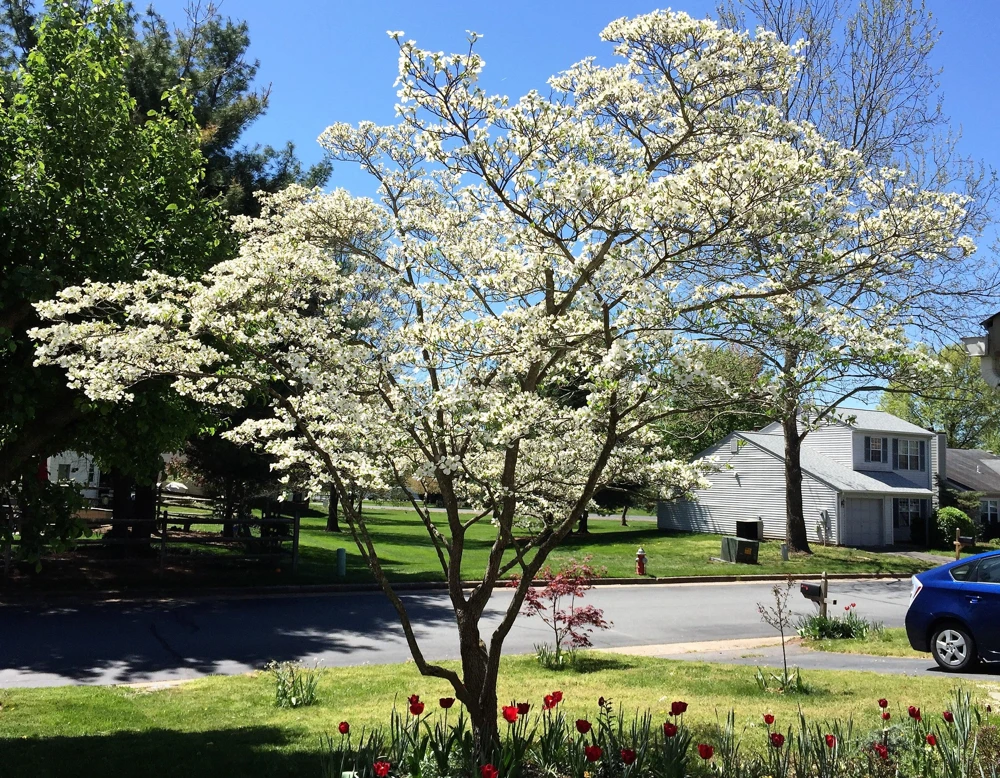 White Flowering Dogwood Seeds - 10 Cornus Florida Tree Seeds - Zones 5-9 - Image 8