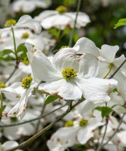 White Flowering Dogwood Seeds - 10 Cornus Florida Tree Seeds - Zones 5-9 - Image 9