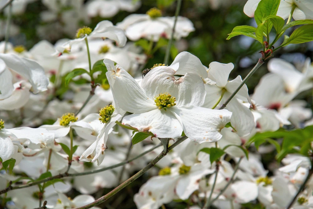 White Flowering Dogwood Seeds - 10 Cornus Florida Tree Seeds - Zones 5-9 - Image 9