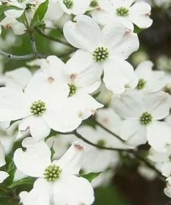 White Flowering Dogwood Tree Live Plant - 10-16" Tall in Quart Pot - Image 2