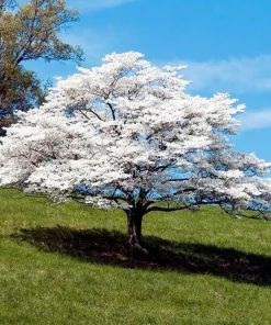 White Flowering Dogwood Tree Live Plant - 10-16