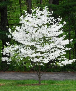 White Flowering Dogwood Tree Live Plant - 10-16