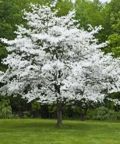 White Flowering Dogwood Tree Live Plant - 10-16
