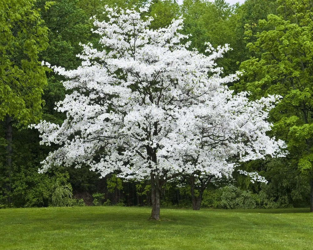 White Flowering Dogwood Tree Live Plant - 10-16" Tall in Quart Pot - Image 1