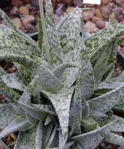 White Fox Aloe Live Plant – 4" Pot – Succulent Houseplant – Easy Care - Image 2