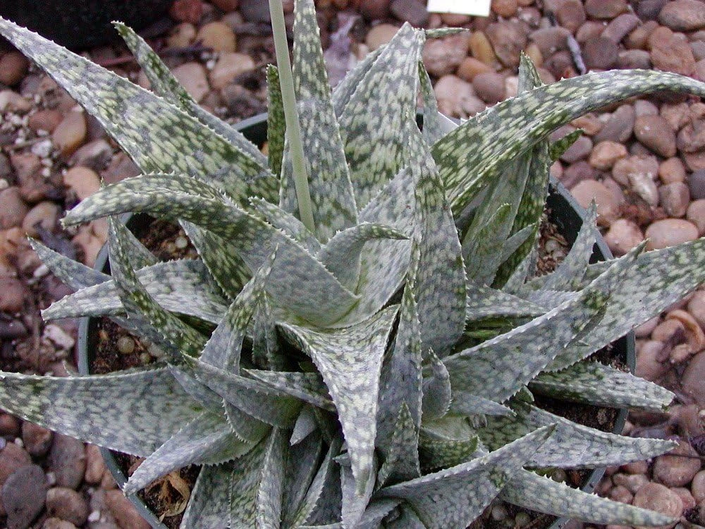 White Fox Aloe Live Plant – 4" Pot – Succulent Houseplant – Easy Care - Image 2