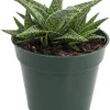 White Fox Aloe Live Plant – 4" Pot – Succulent Houseplant – Easy Care - Image 1