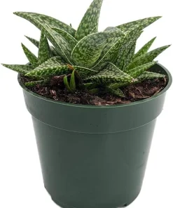 White Fox Aloe Live Plant – 4