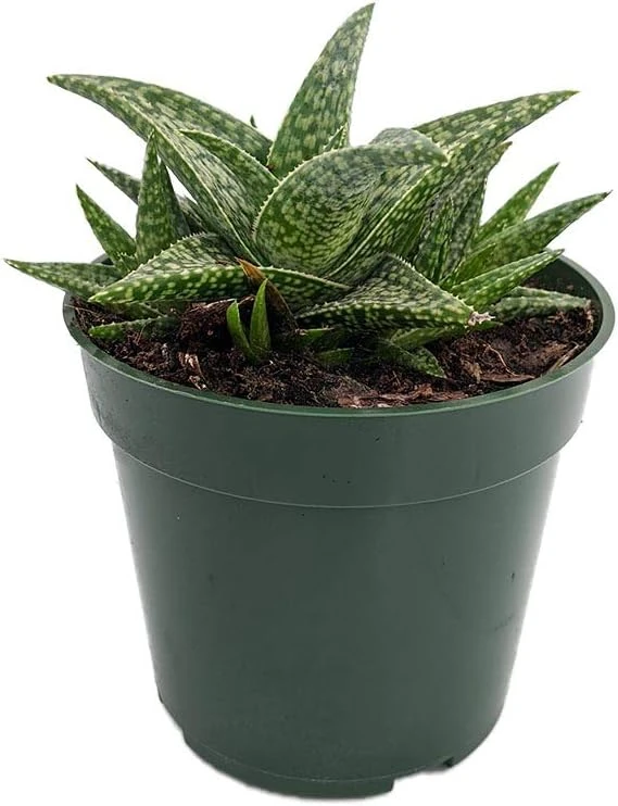 White Fox Aloe Live Plant – 4" Pot – Succulent Houseplant – Easy Care - Image 1