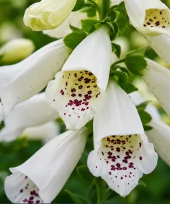White Foxglove Live Plant, Digitalis Purpurea 'Alba', 2-4 Inch Tall, 3 Inch Pot, Outdoor Perennial - Image 4