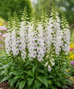White Foxglove Live Plant, Digitalis Purpurea 'Alba', 2-4 Inch Tall, 3 Inch Pot, Outdoor Perennial - Image 6
