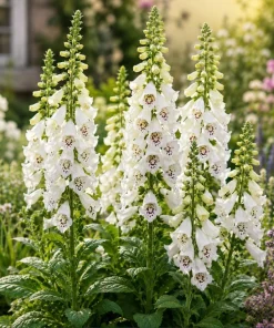 White Foxglove Live Plant, Digitalis Purpurea 'Alba', 2-4 Inch Tall, 3 Inch Pot, Outdoor Perennial - Image 7