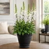 White Foxglove Live Plant, Digitalis Purpurea 'Alba', 2-4 Inch Tall, 3 Inch Pot, Outdoor Perennial - Image 1